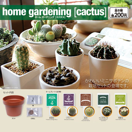 home gardening [cactus]　ホーム ガーデニング ［カクタス］画像